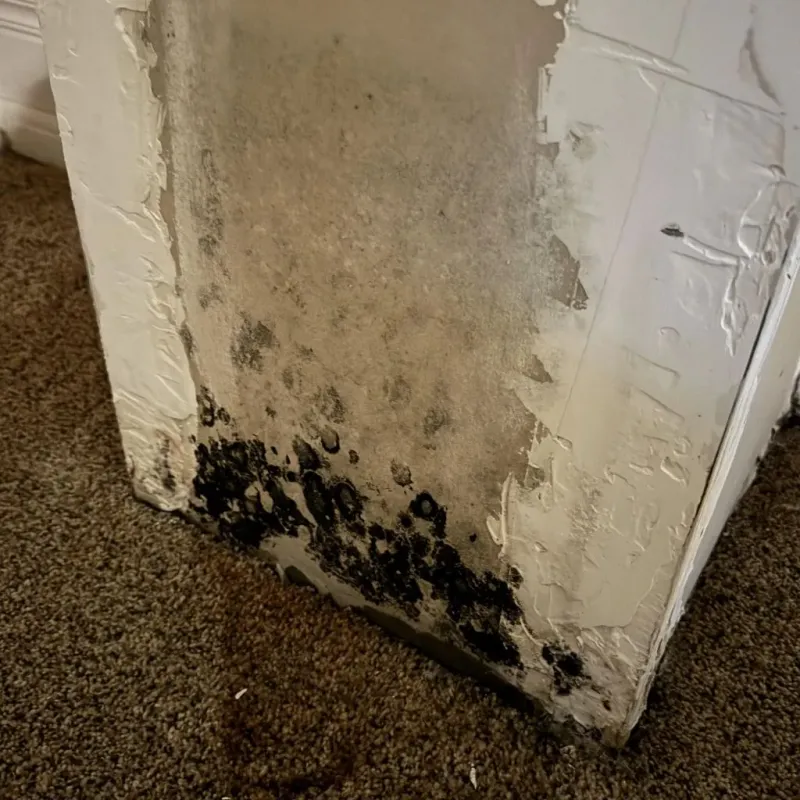 Professional Mold Removal in Douglasville, GA